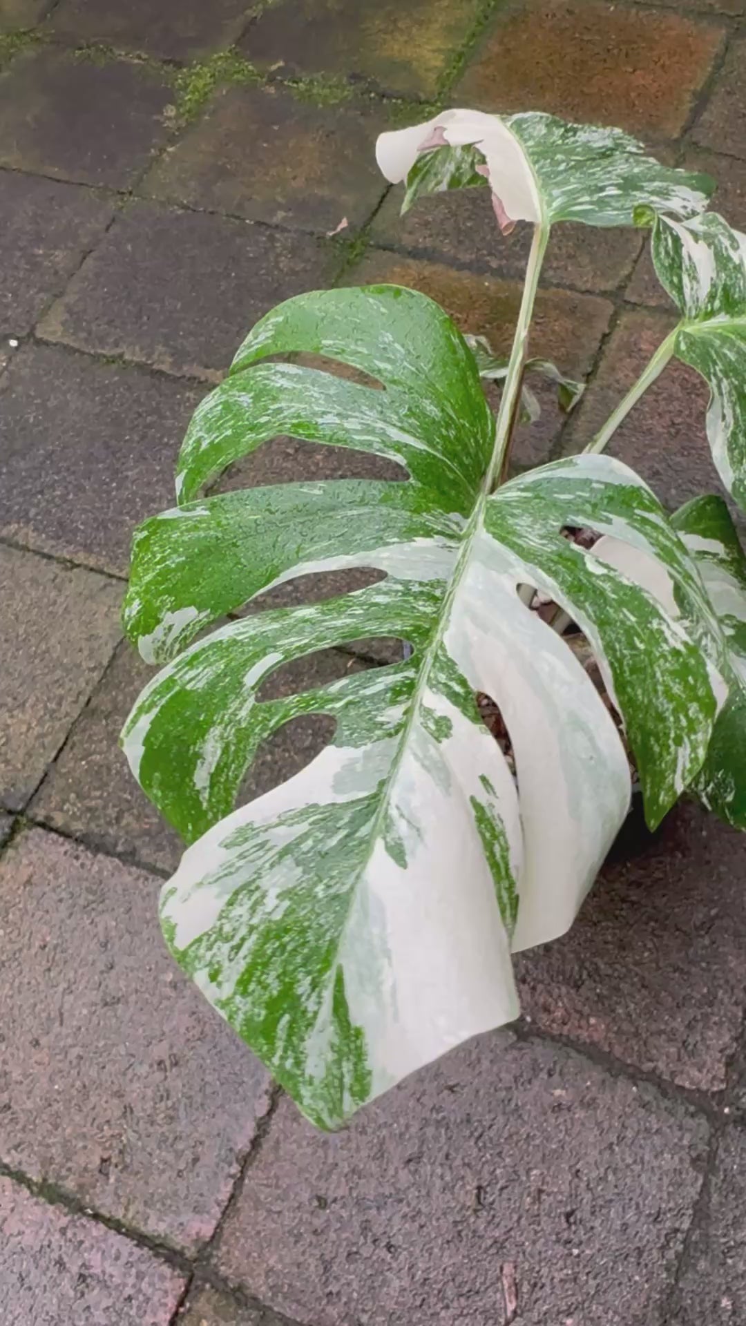 Monstera Albo - Exact Specimen