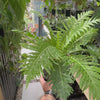 Dwarf Tree Fern