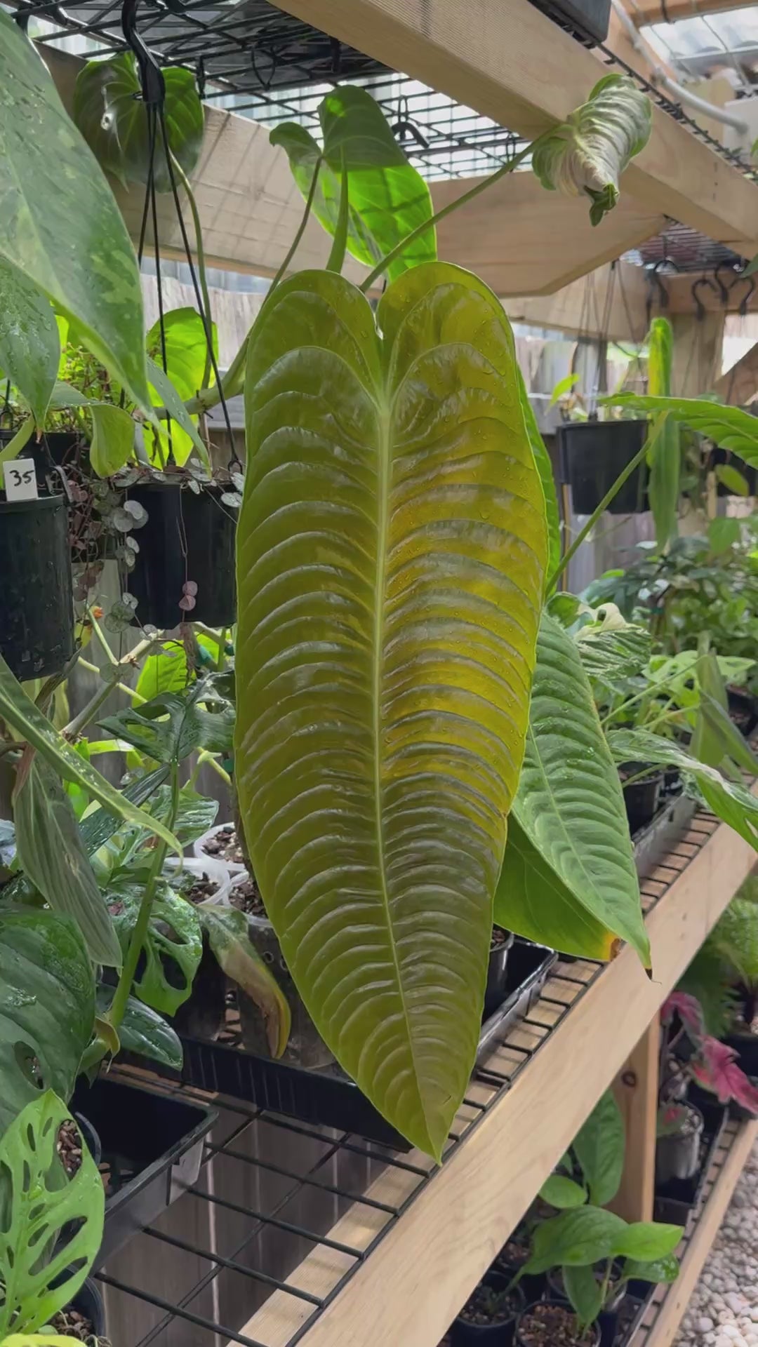 Anthurium Veitchii 