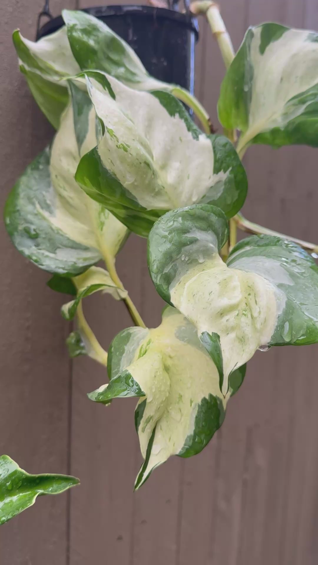 Epipremnum 'Manjula'