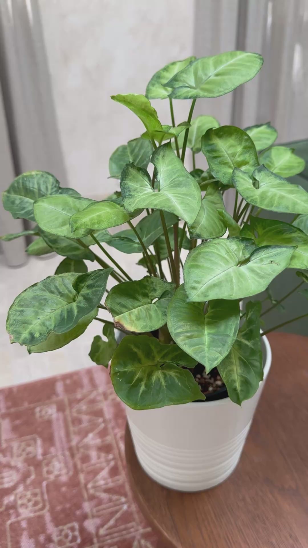 Syngonium 'Pixie'