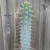 Bolivian Torch cactus