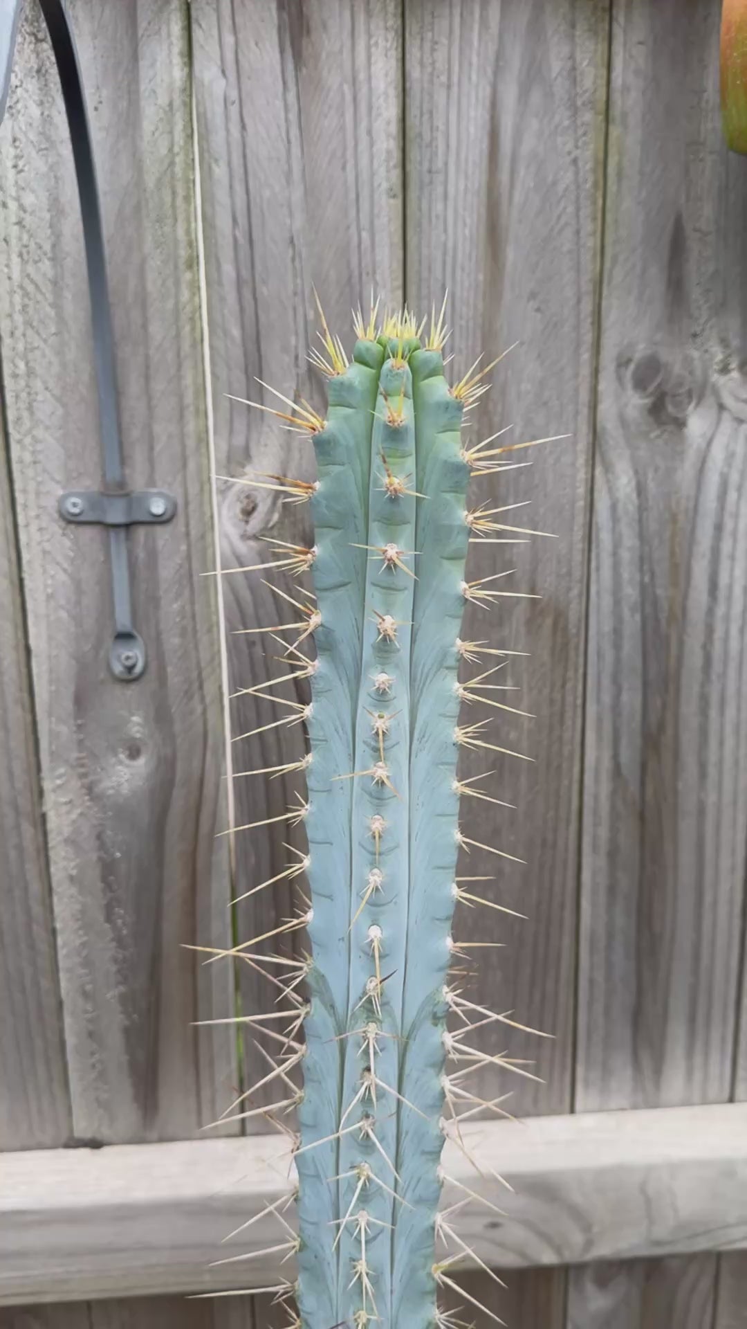 Bolivian Torch cactus