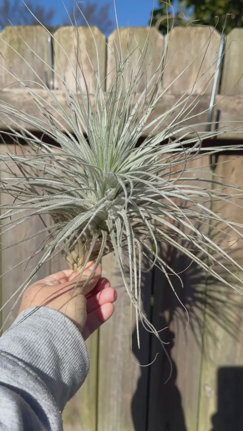 Tillandsia tectorum - Fuzzy air plant