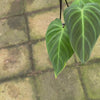 Philodendron 'Glorious'