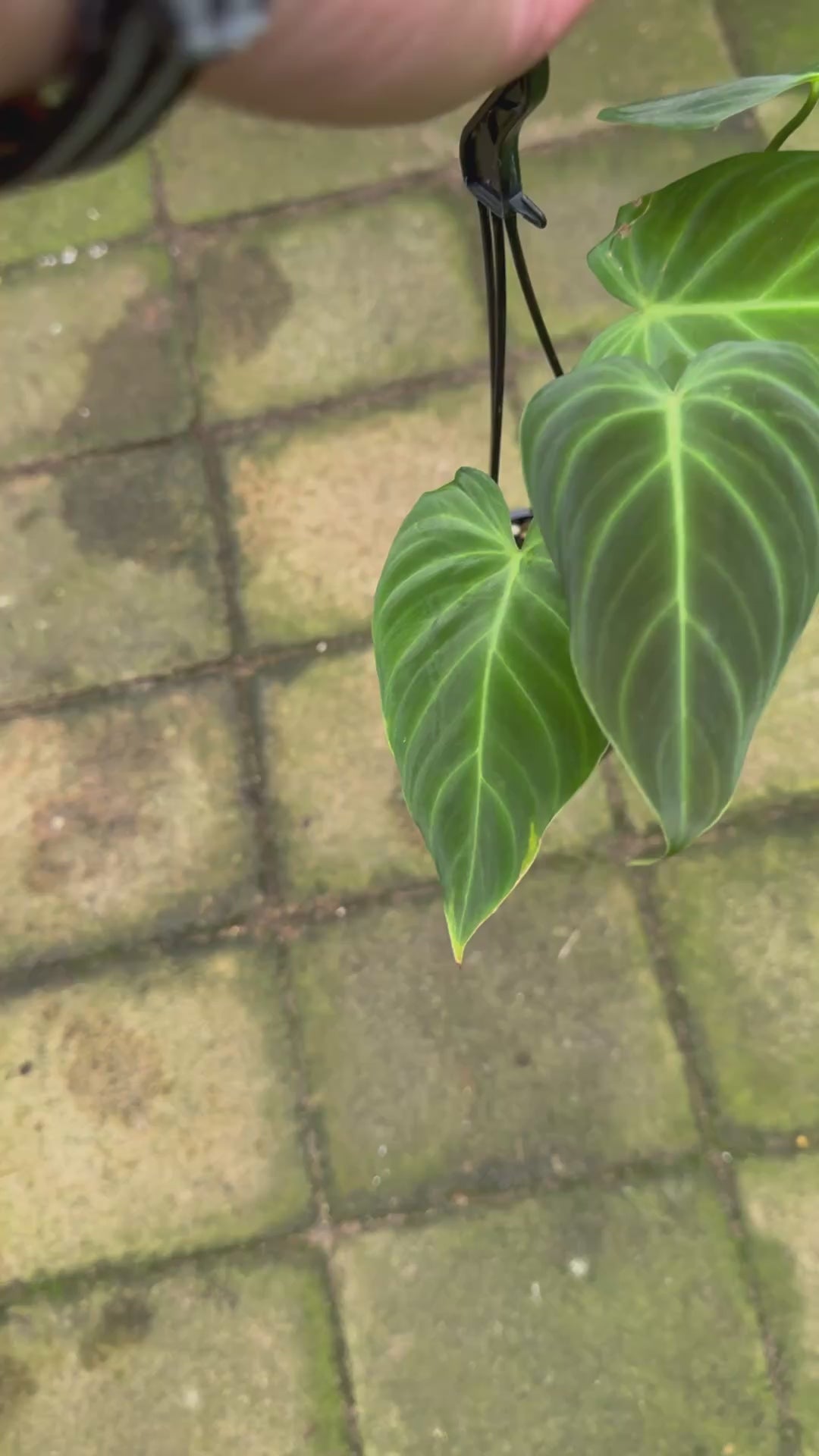 Philodendron 'Glorious'