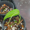 Monstera filamentosa