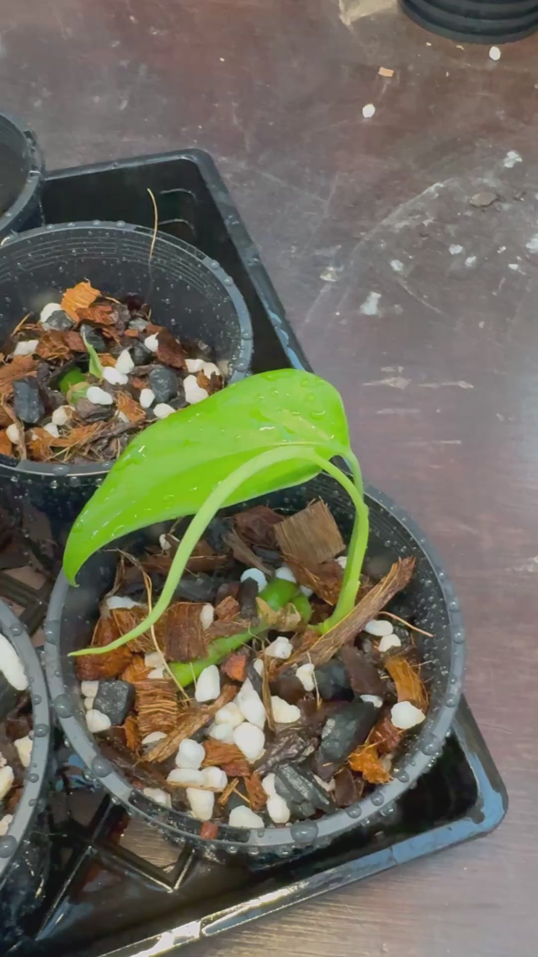 Monstera filamentosa