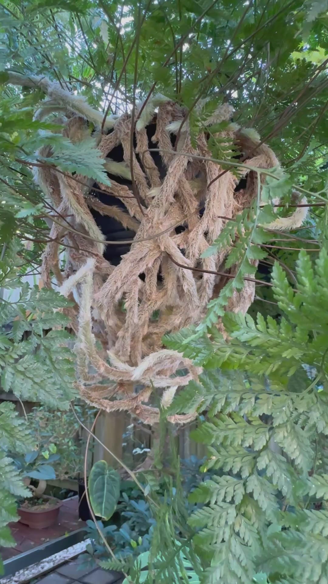 'White Rabbit Foot' Fern