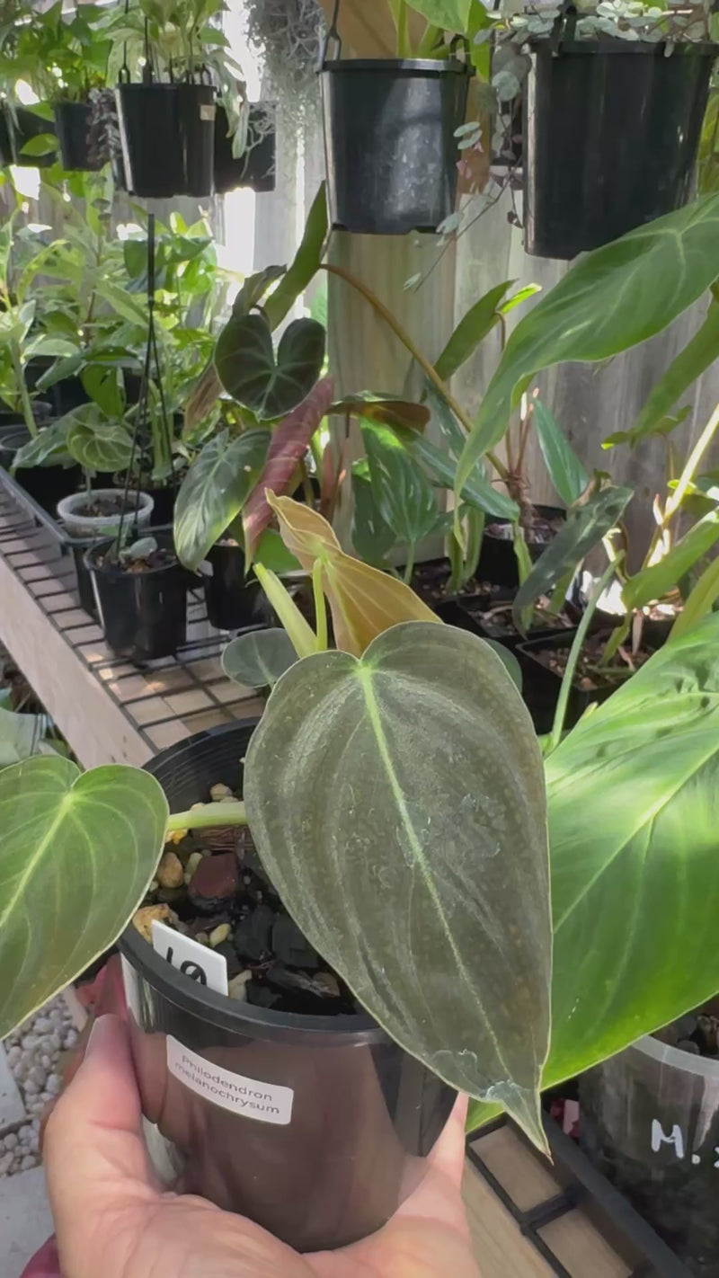 Philodendron melanochrysum