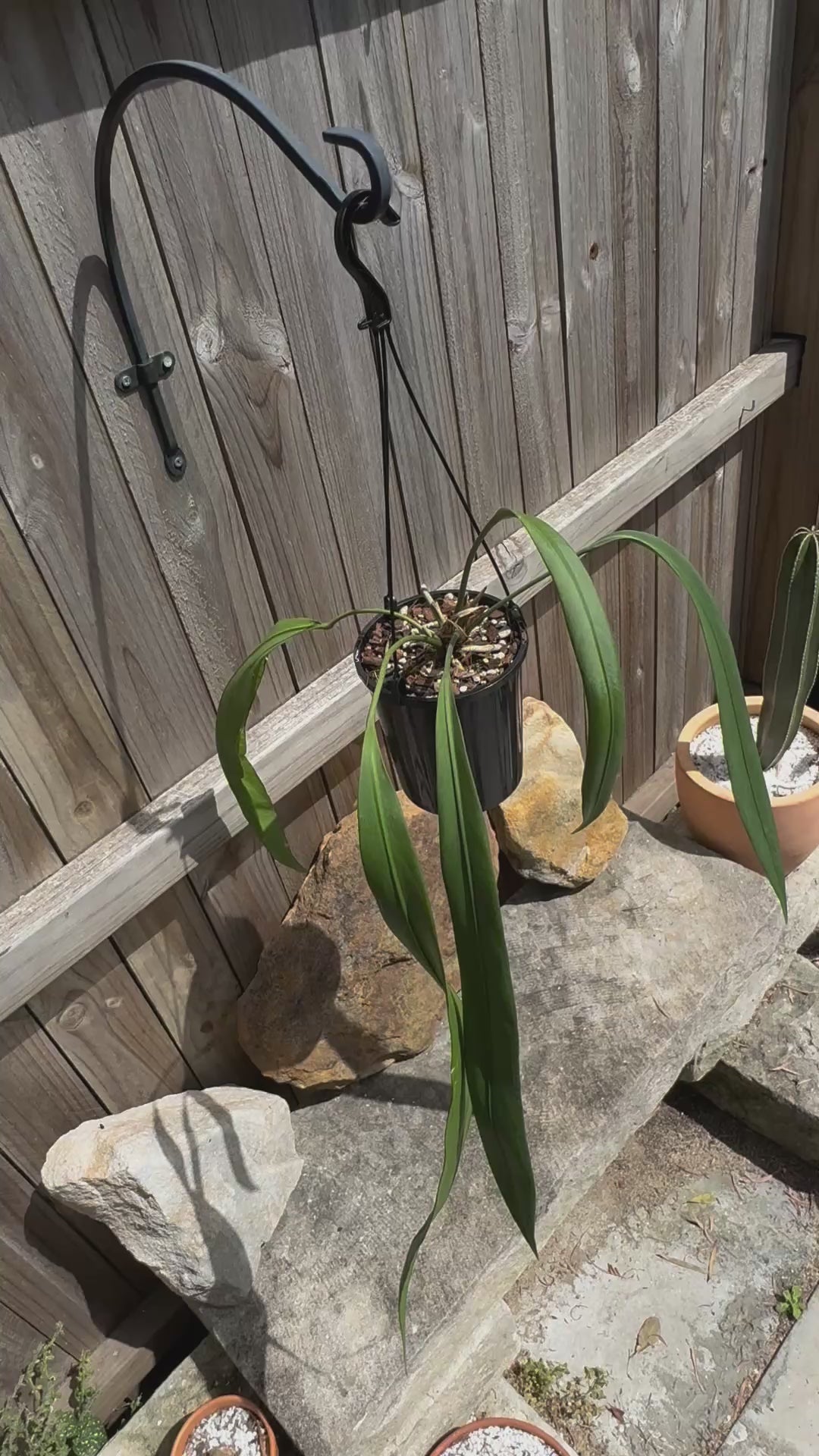 Anthurium vittarifolium