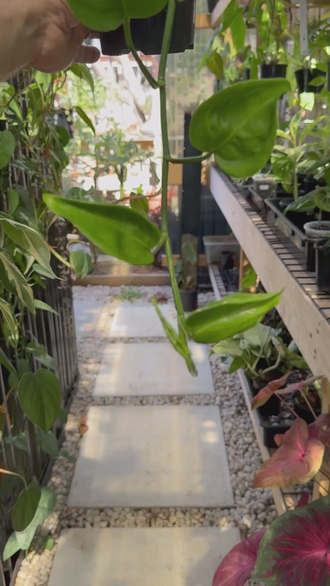 Epipremnum 'Shangri La'