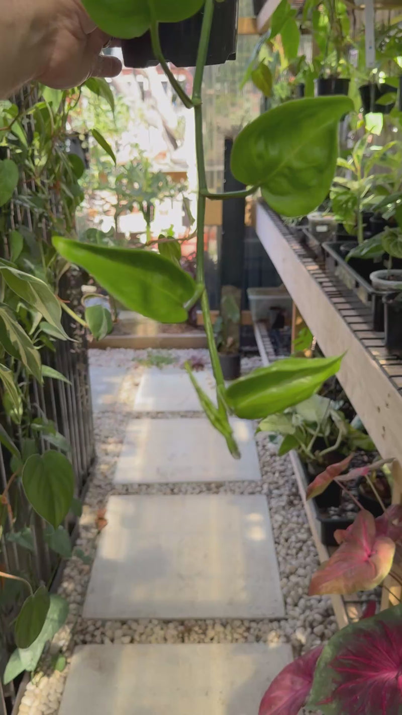 Epipremnum 'Shangri La'