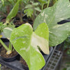 Monstera 'Thai Constellation'