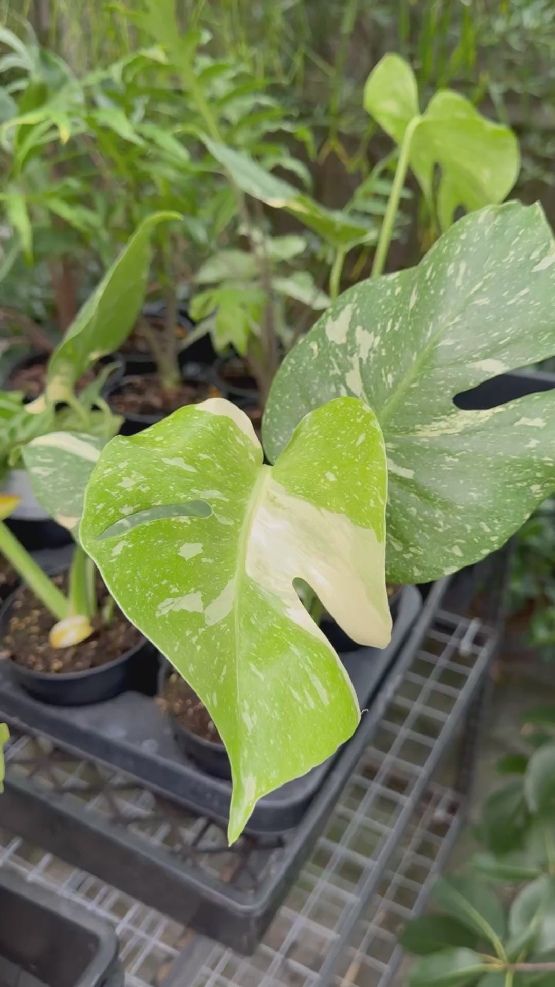 Monstera 'Thai Constellation'