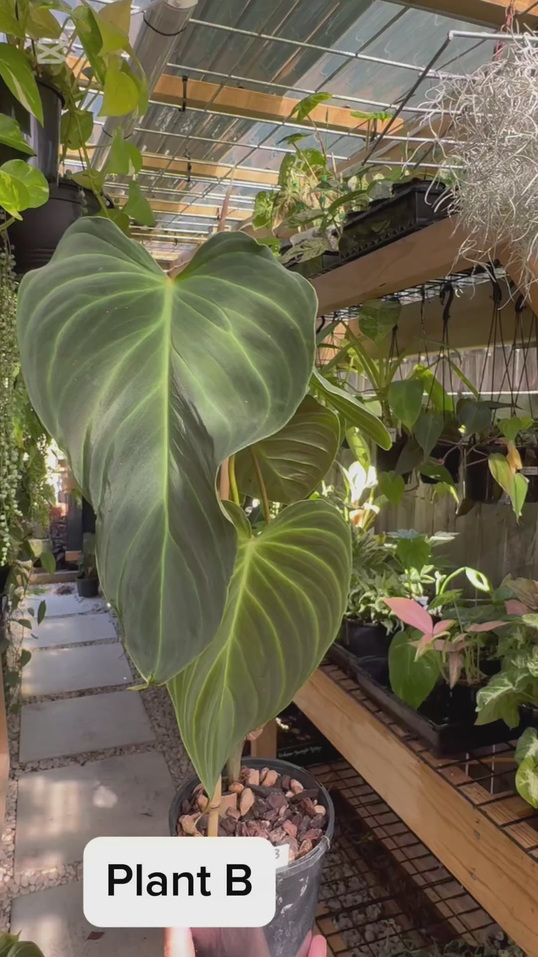 Philodendron splendid