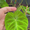 Philodendron verrucosum