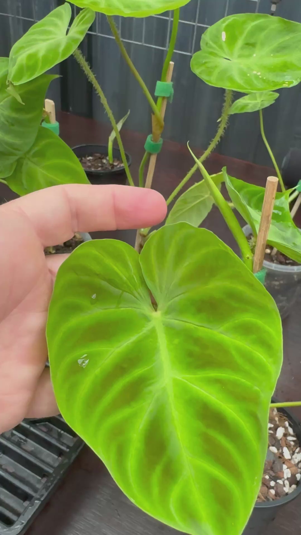 Philodendron verrucosum