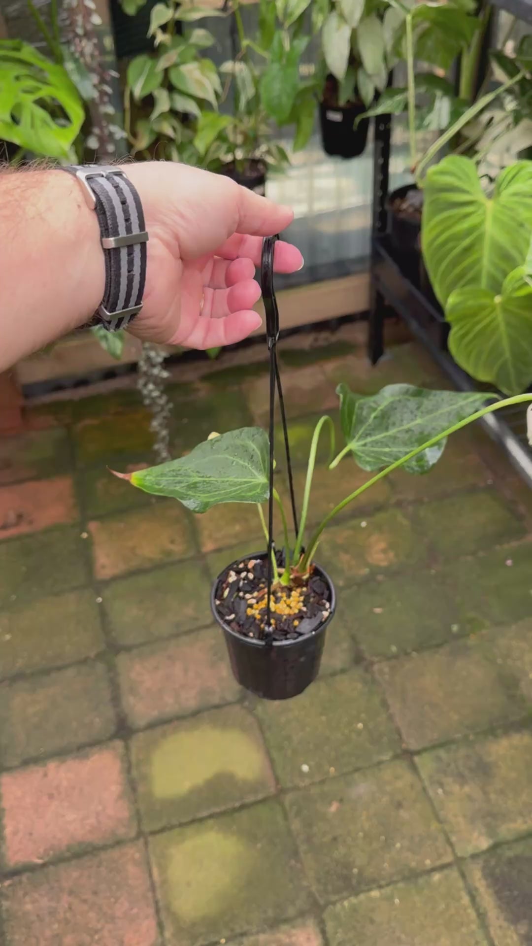 Anthurium Delta Force