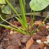 Anthurium veitchii narrow form - Exact Specimen