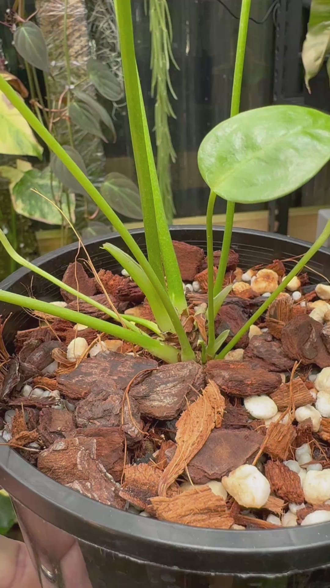 Anthurium veitchii narrow form - Exact Specimen