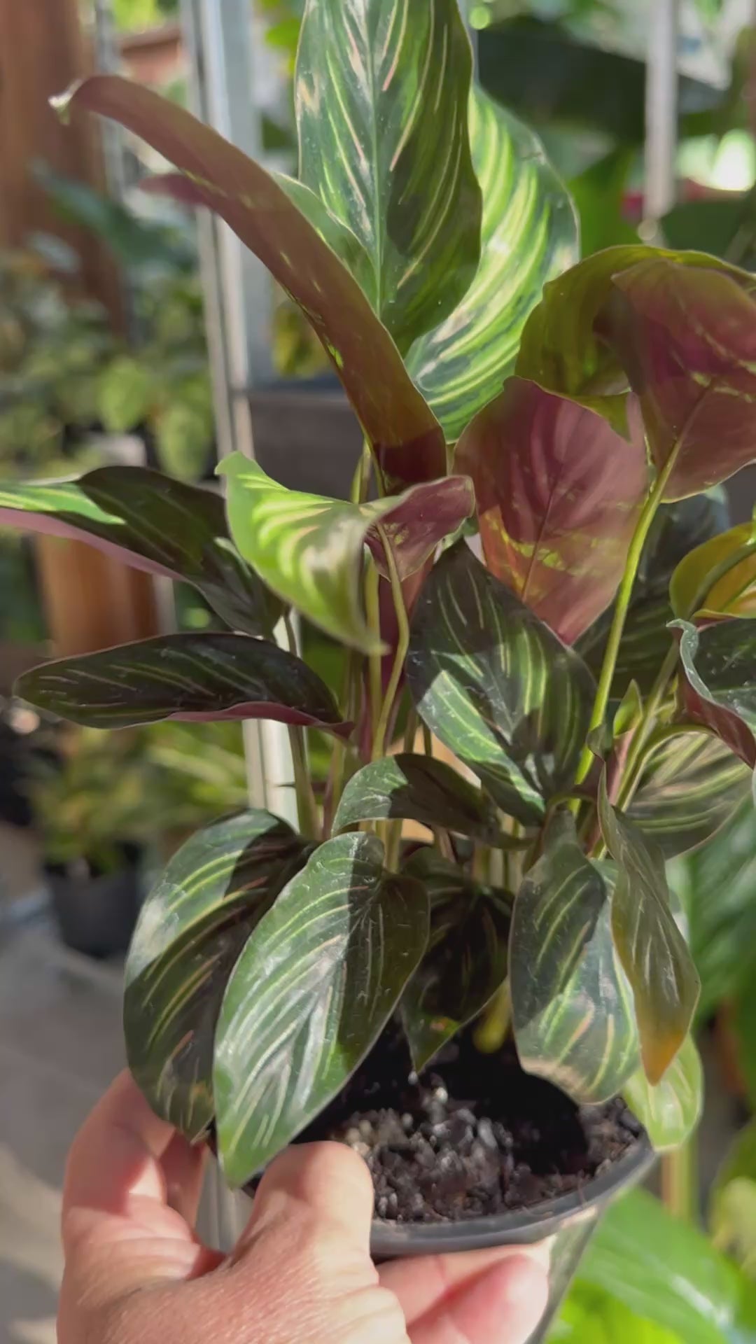 Calathea ‘Beauty Star’