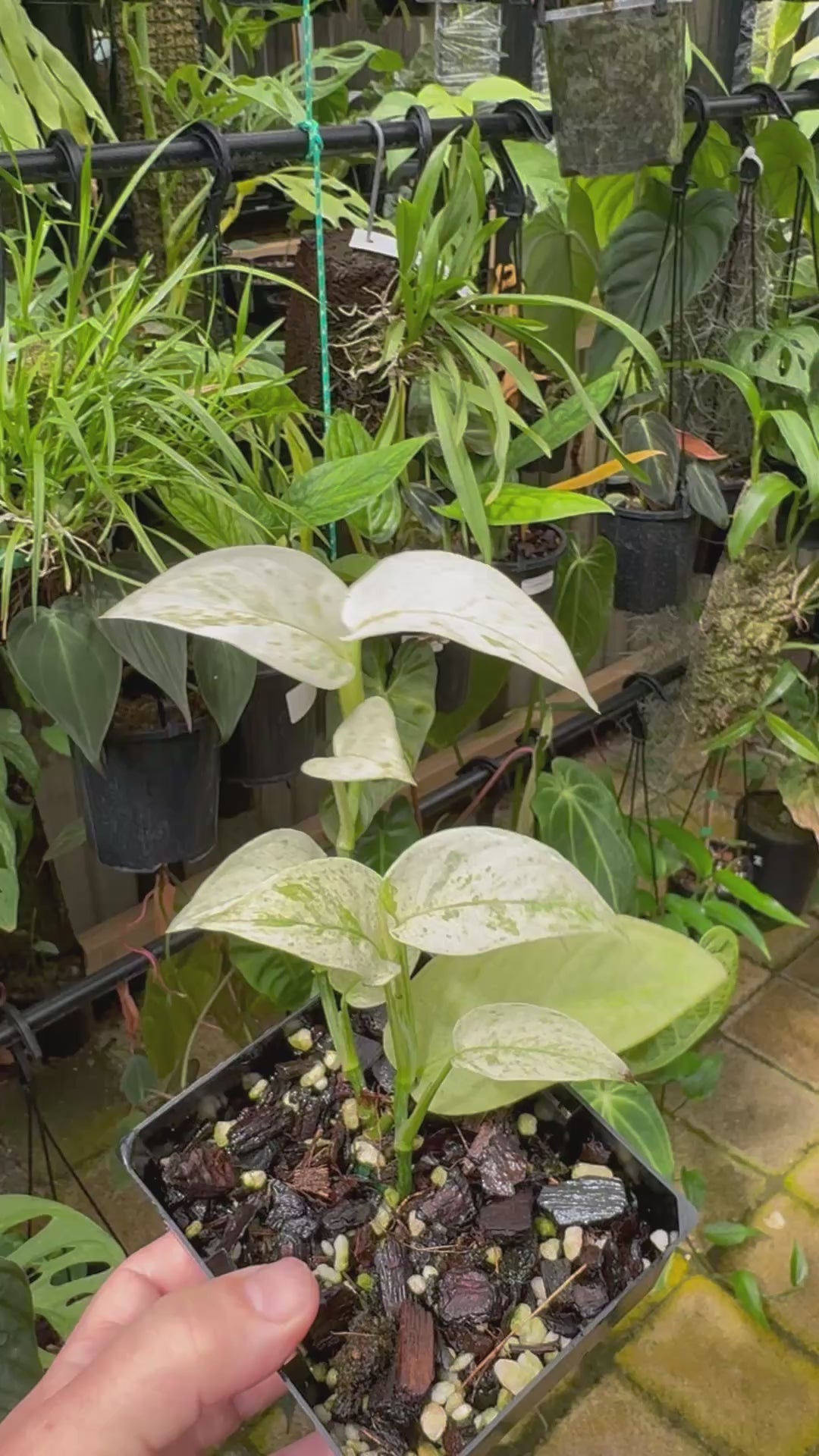 Monstera laniata 'Mint Variegata'