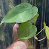 Philodendron 'Heartleaf Variegated'