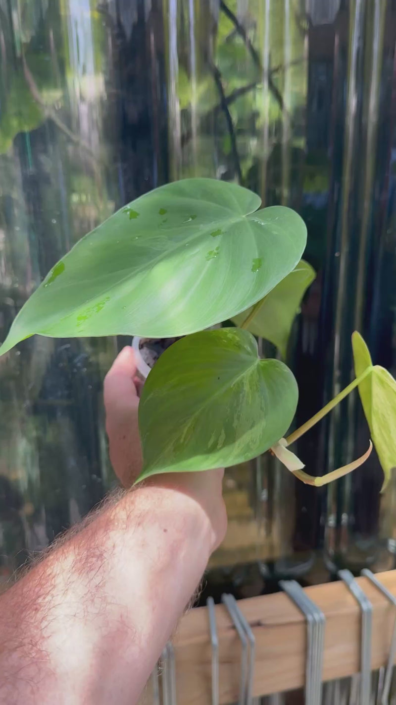 Philodendron 'Heartleaf Variegated'