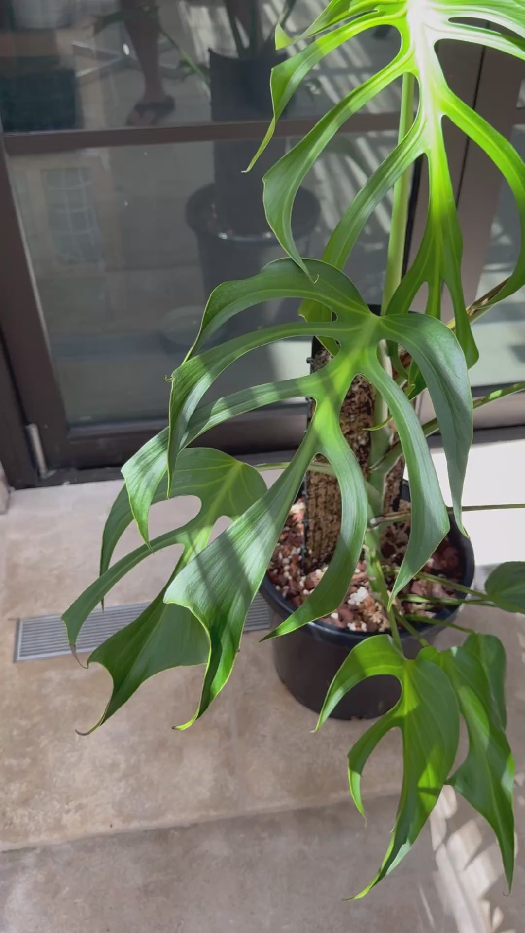 Monstera Burle Marx flame