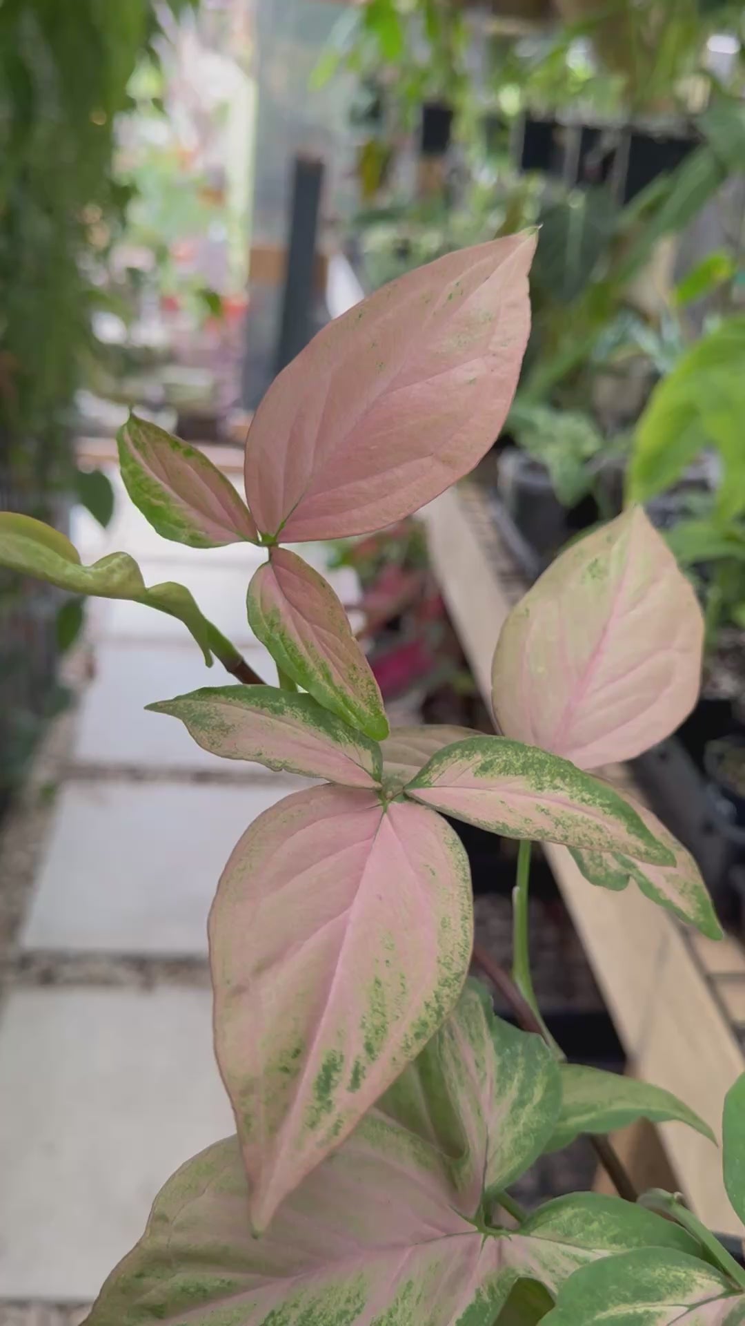 Syngonium 'Pink Passion'