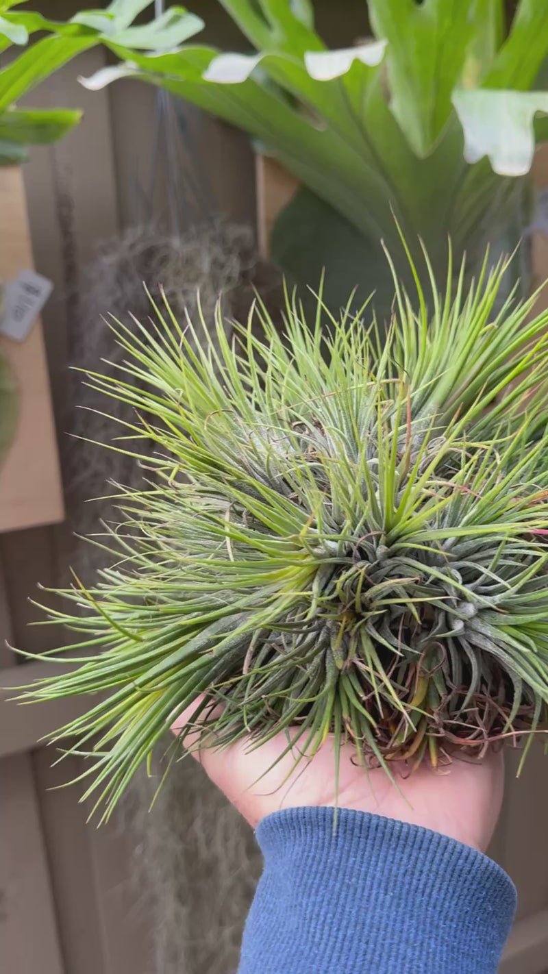 Tillandsia Ionantha Fuego Ball