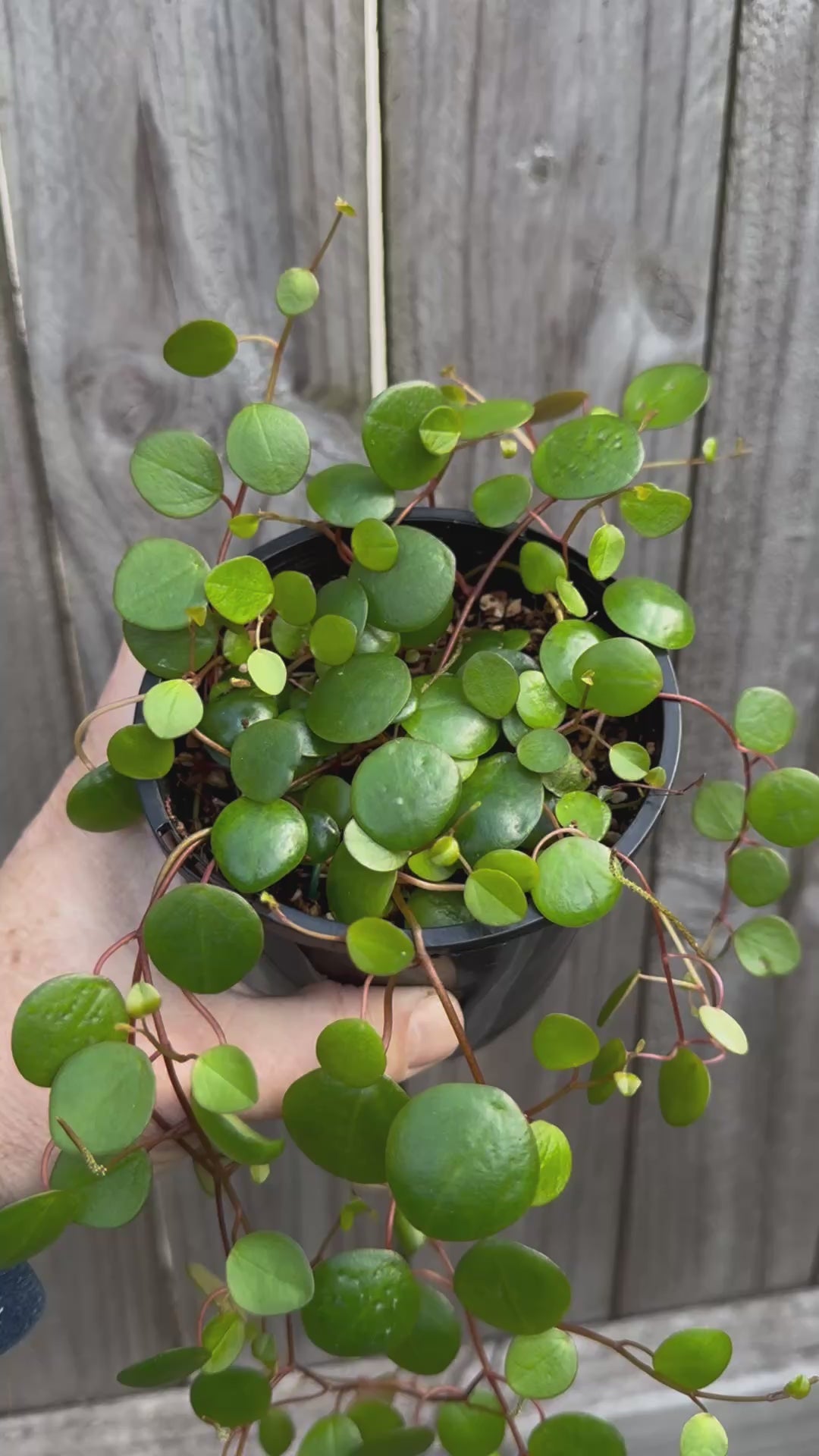 Peperomia pepperspots - 'String of Coins'