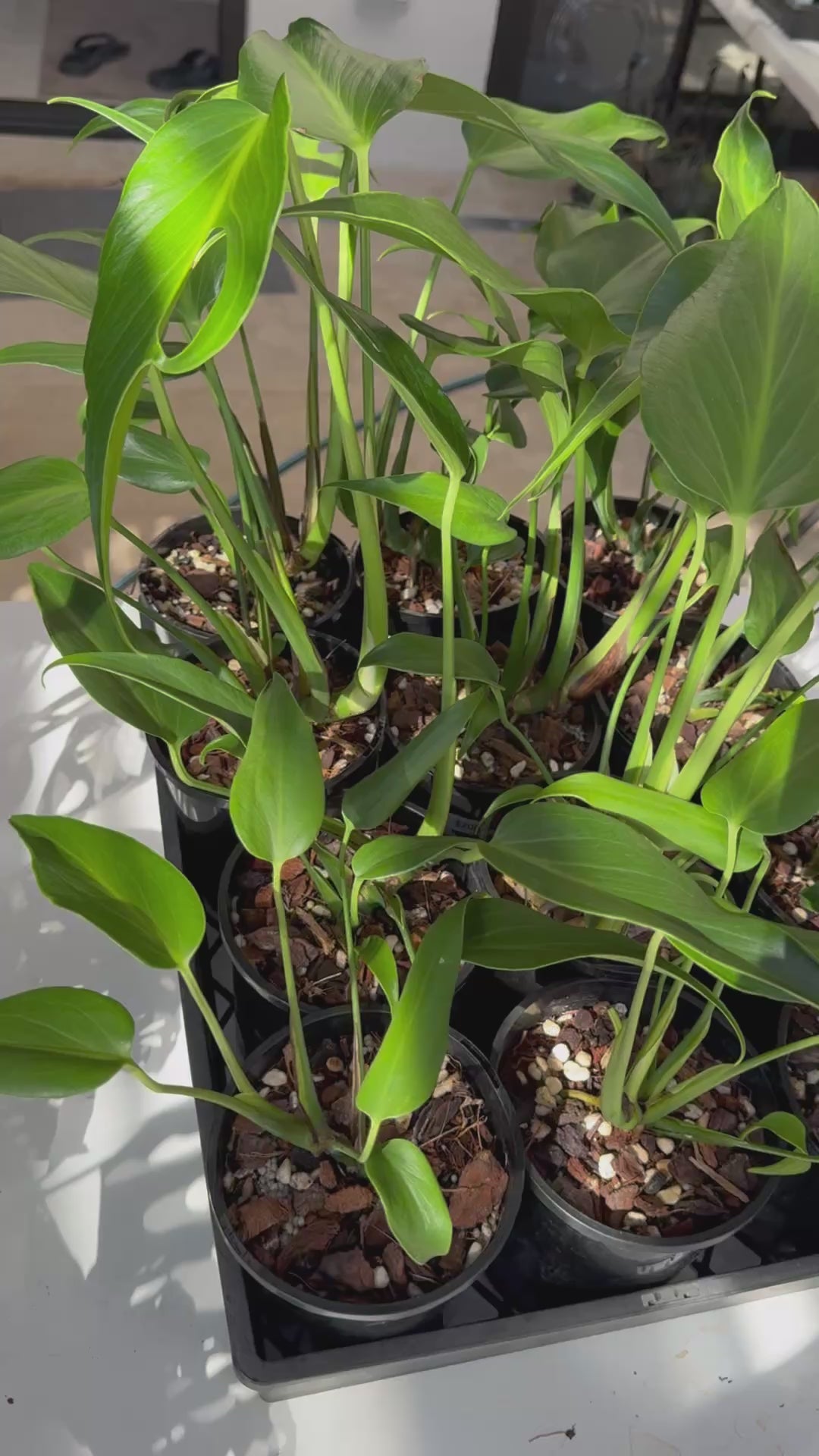 Monstera ‘Burle Marx Flame’
