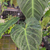 Philodendron ‘Splendid’ — Large Exact Specimen