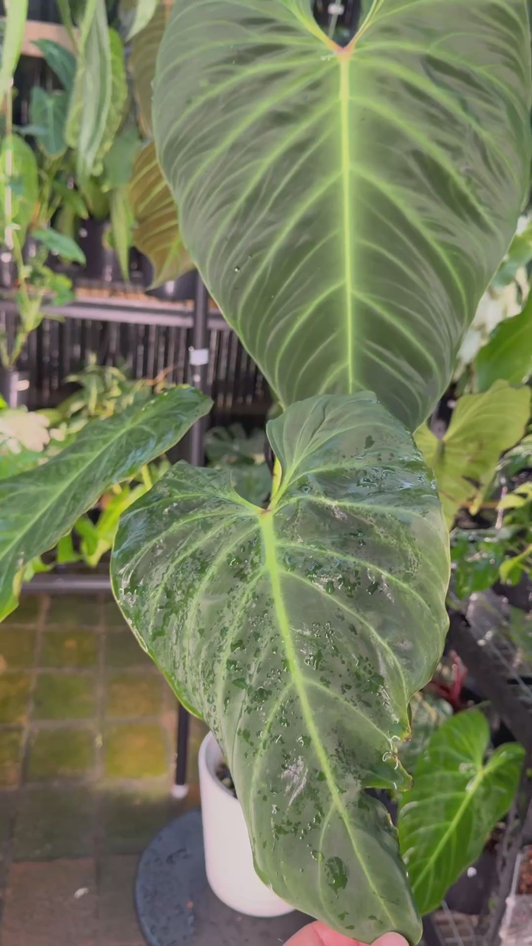 Philodendron ‘Splendid’ — Large Exact Specimen