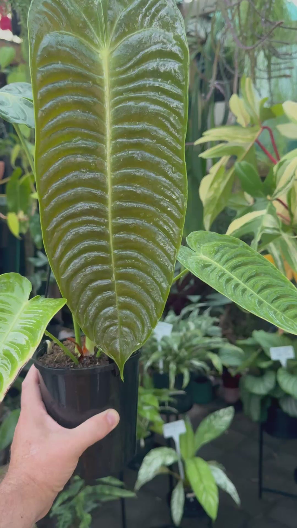 Anthurium Veitchii - King Anthurium - Narrow Form