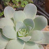 Aeonium Mountain Rose