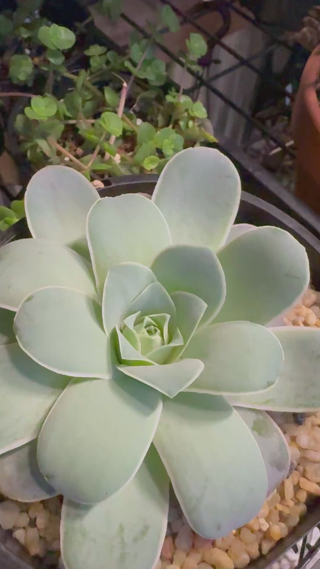 Aeonium Mountain Rose