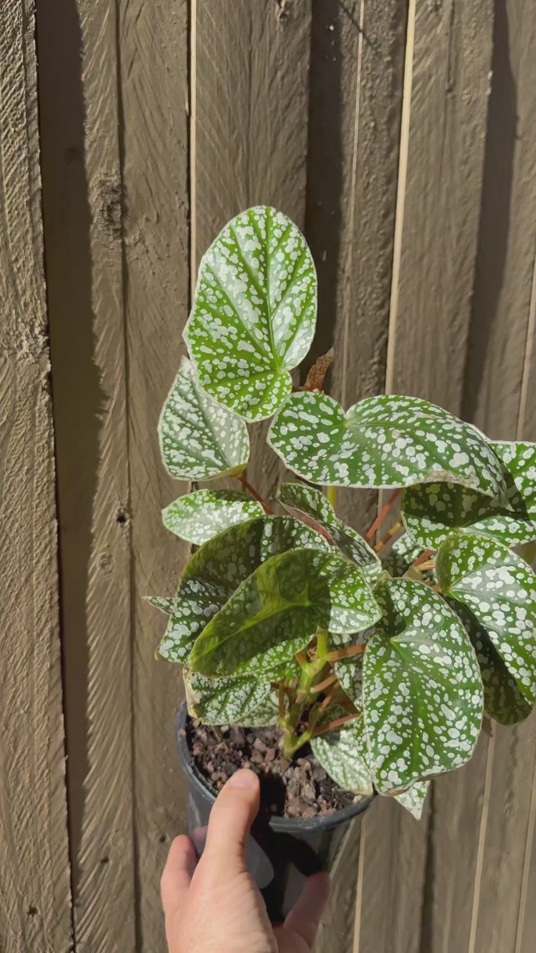 Angel Wing Begonia