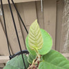 Ficus villosa