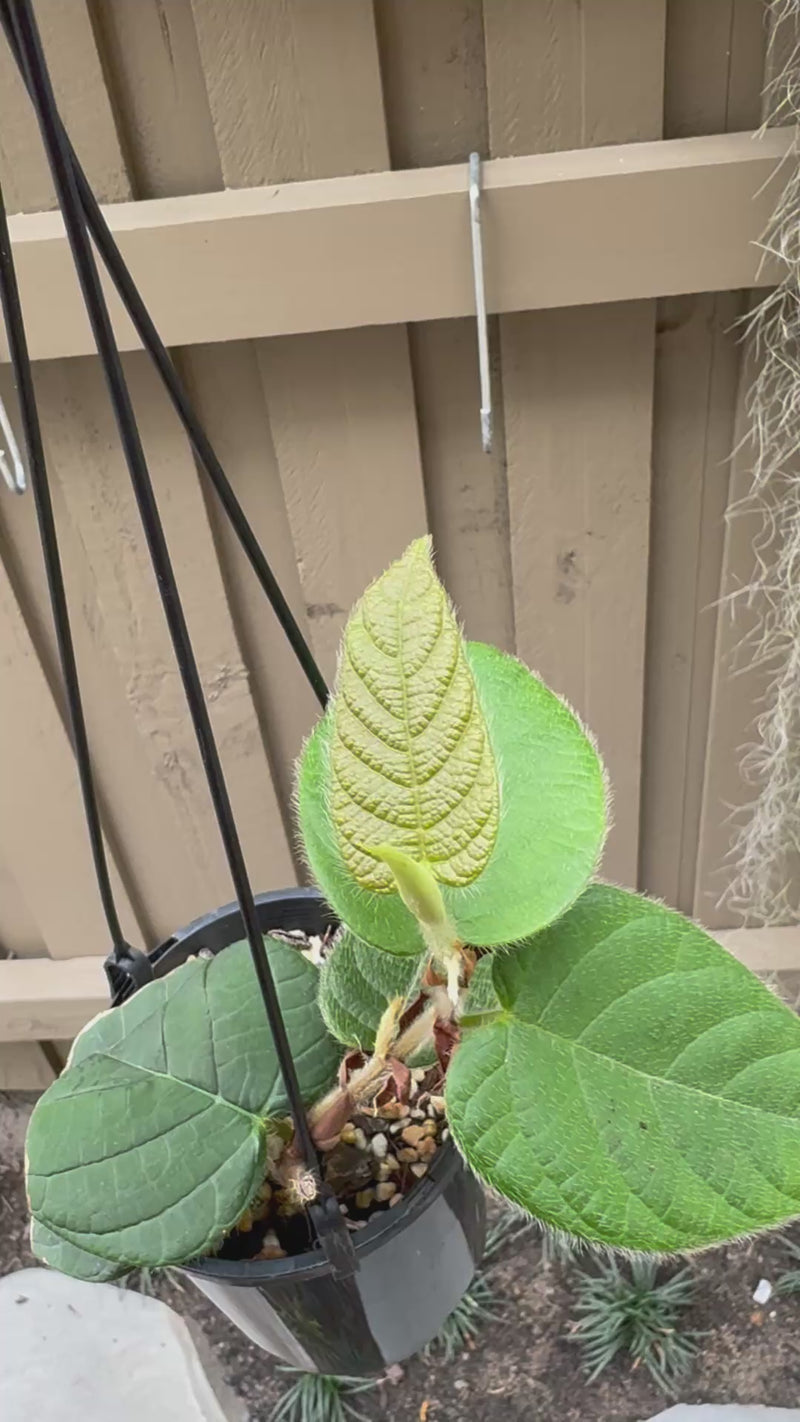 Ficus villosa