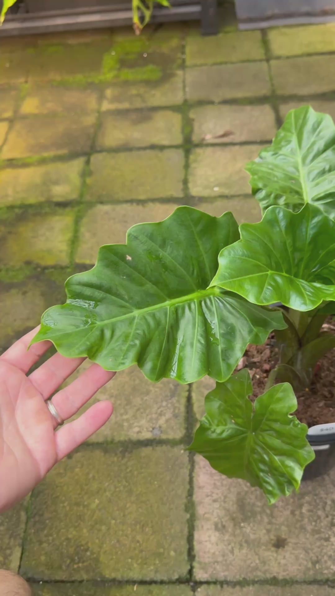 Alocasia ‘Low Rider’