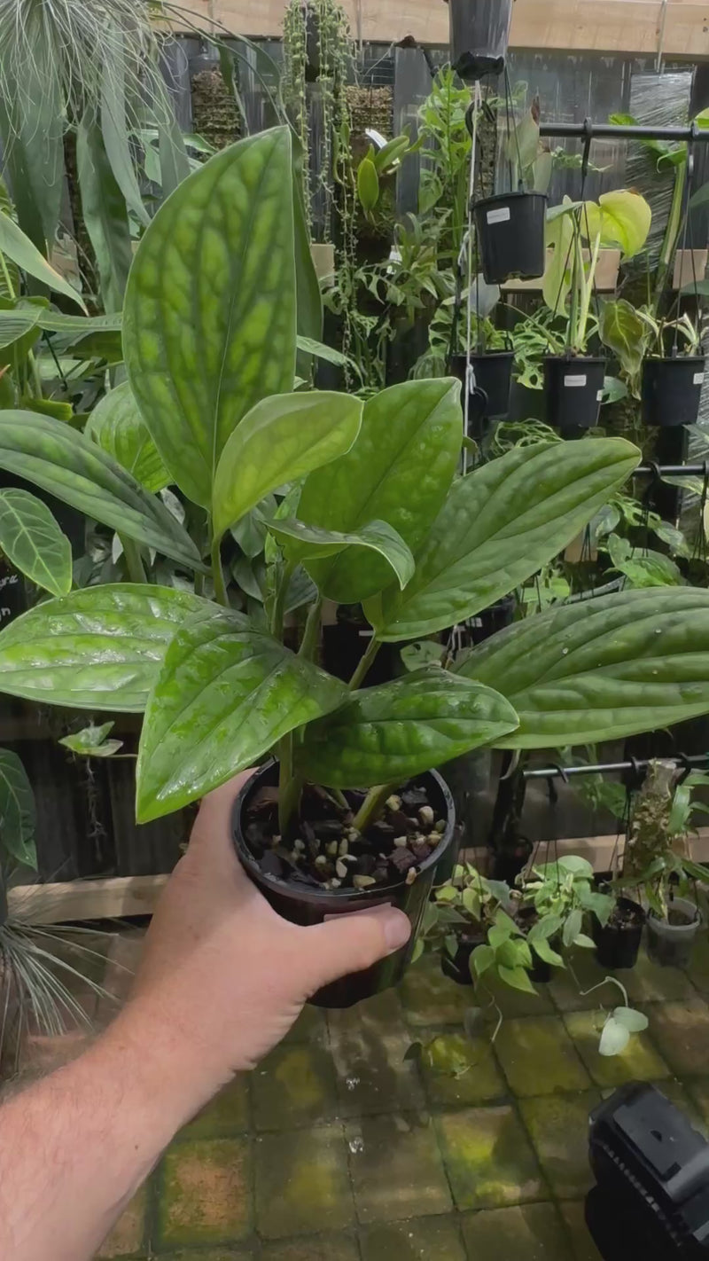 Monstera 'Peru'