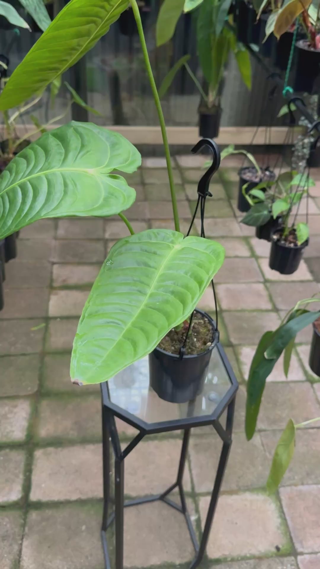 Anthurium Veitchii - King Anthurium 