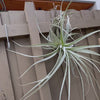 Tillandsia - straminea ‘Giant’