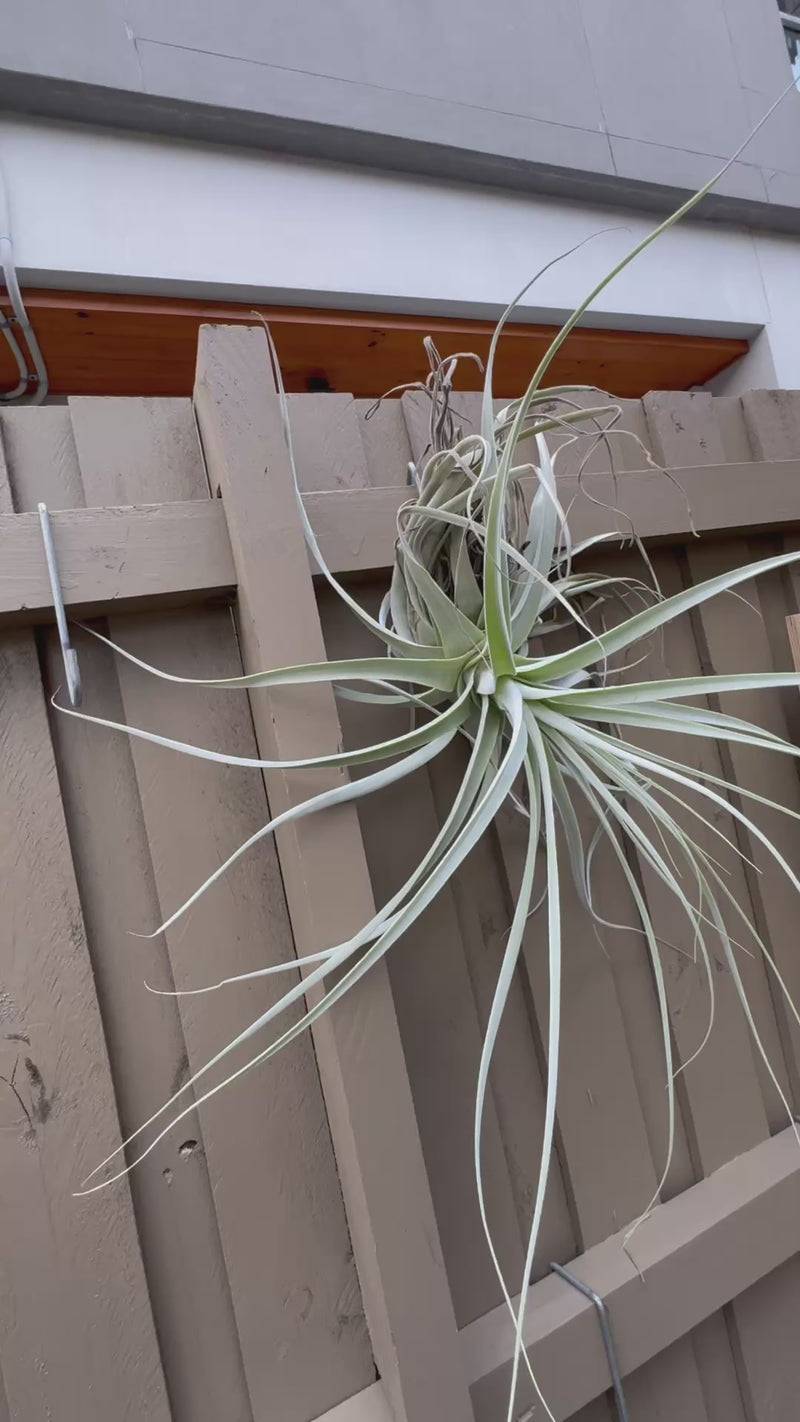 Tillandsia - straminea ‘Giant’