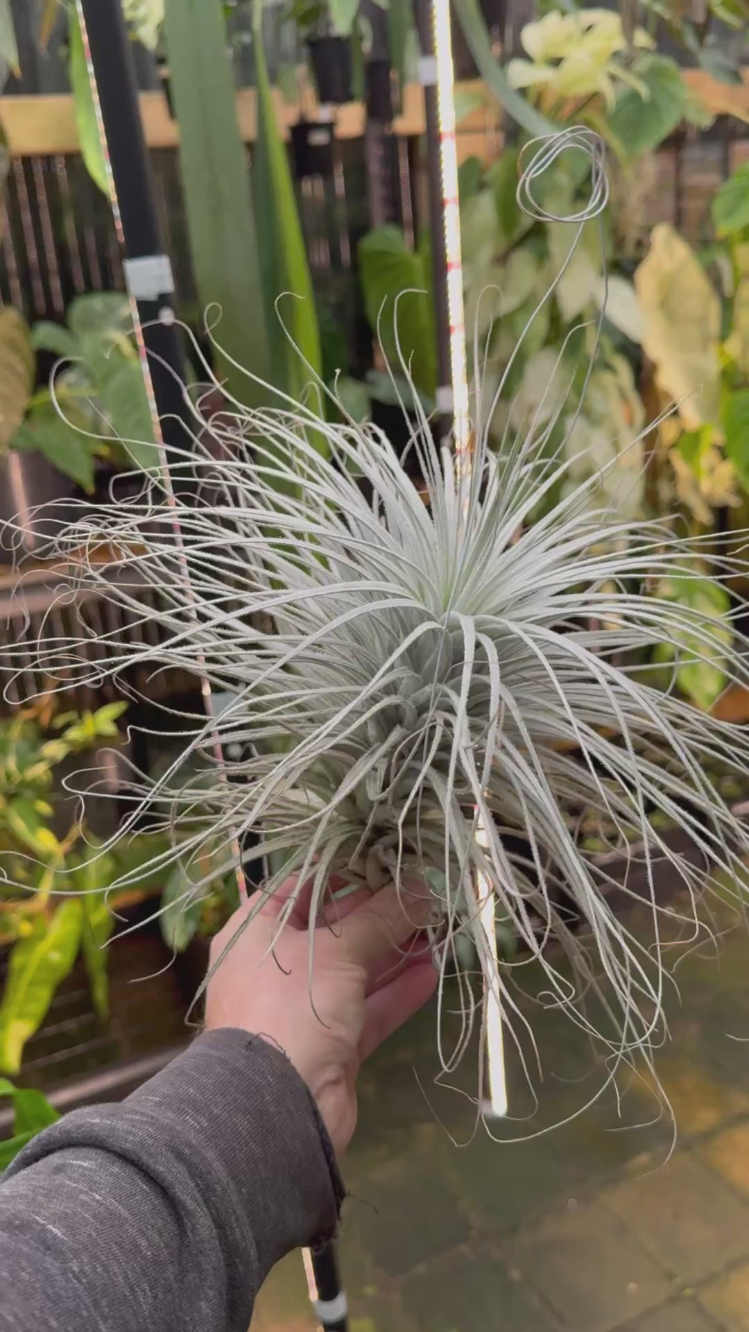 Tillandsia tectorum — Snowball Air Plant