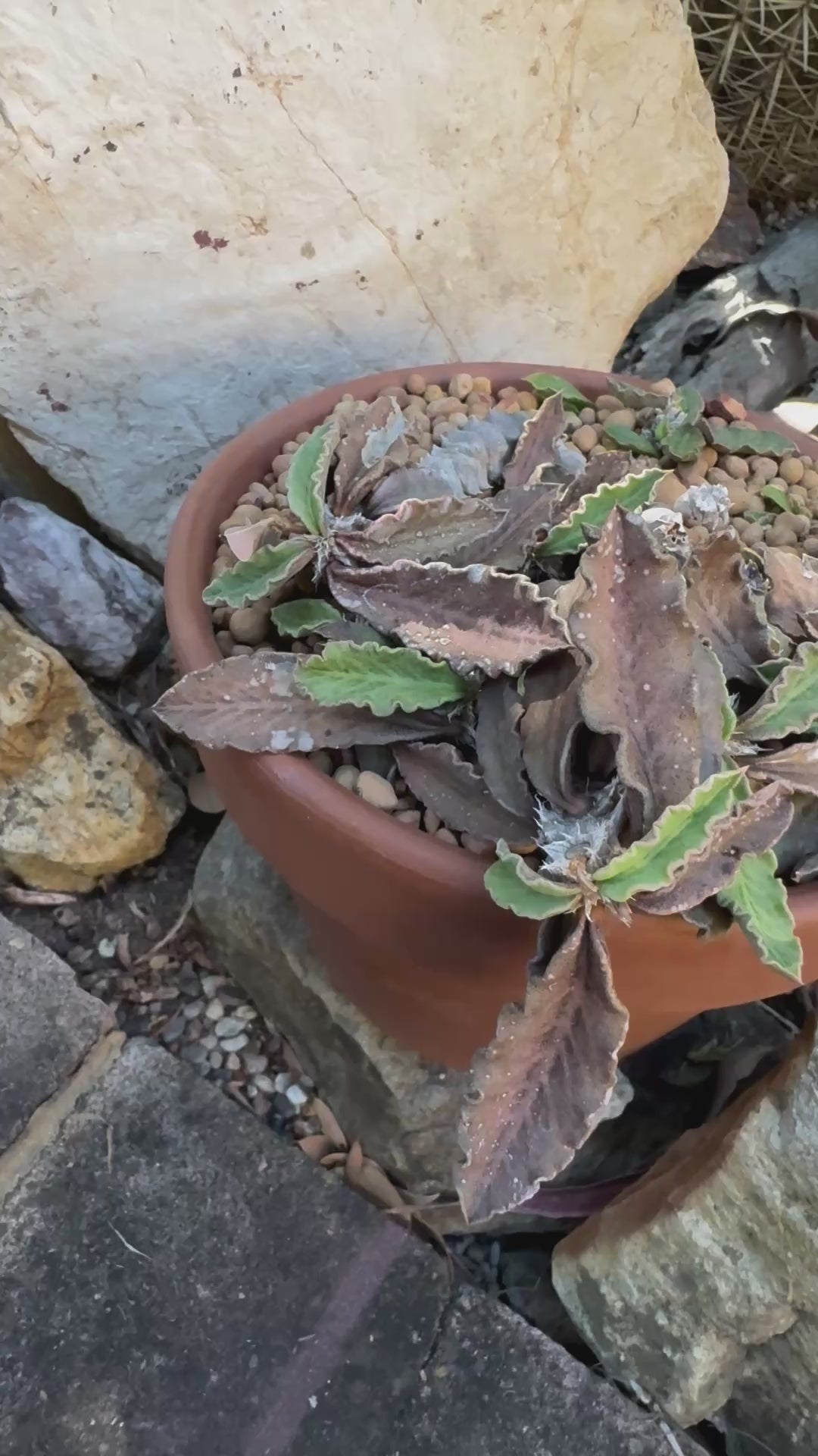 Euphorbia decaryi - The 'Dead Plant'