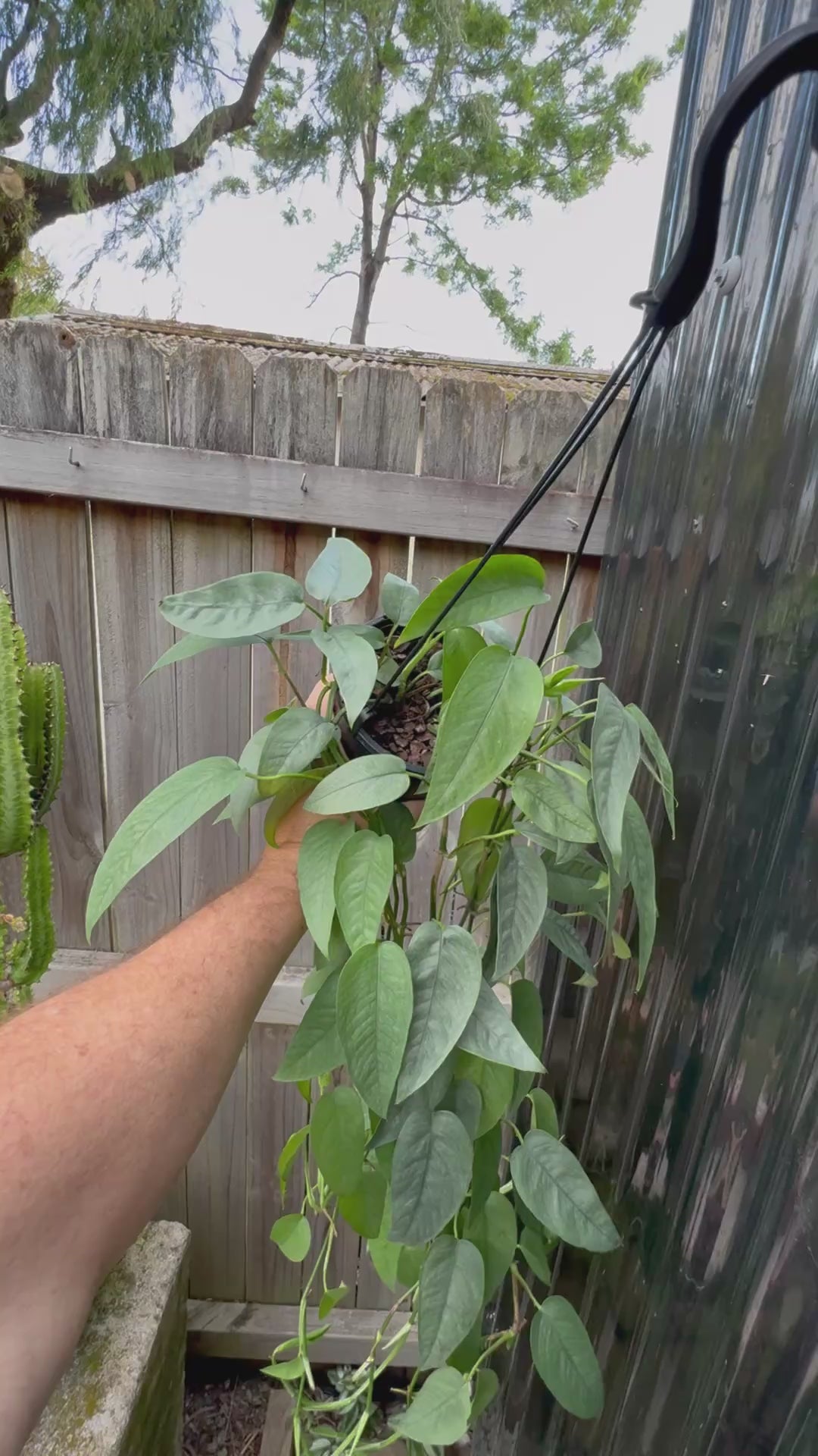 Epipremnum 'Cebu Blue'